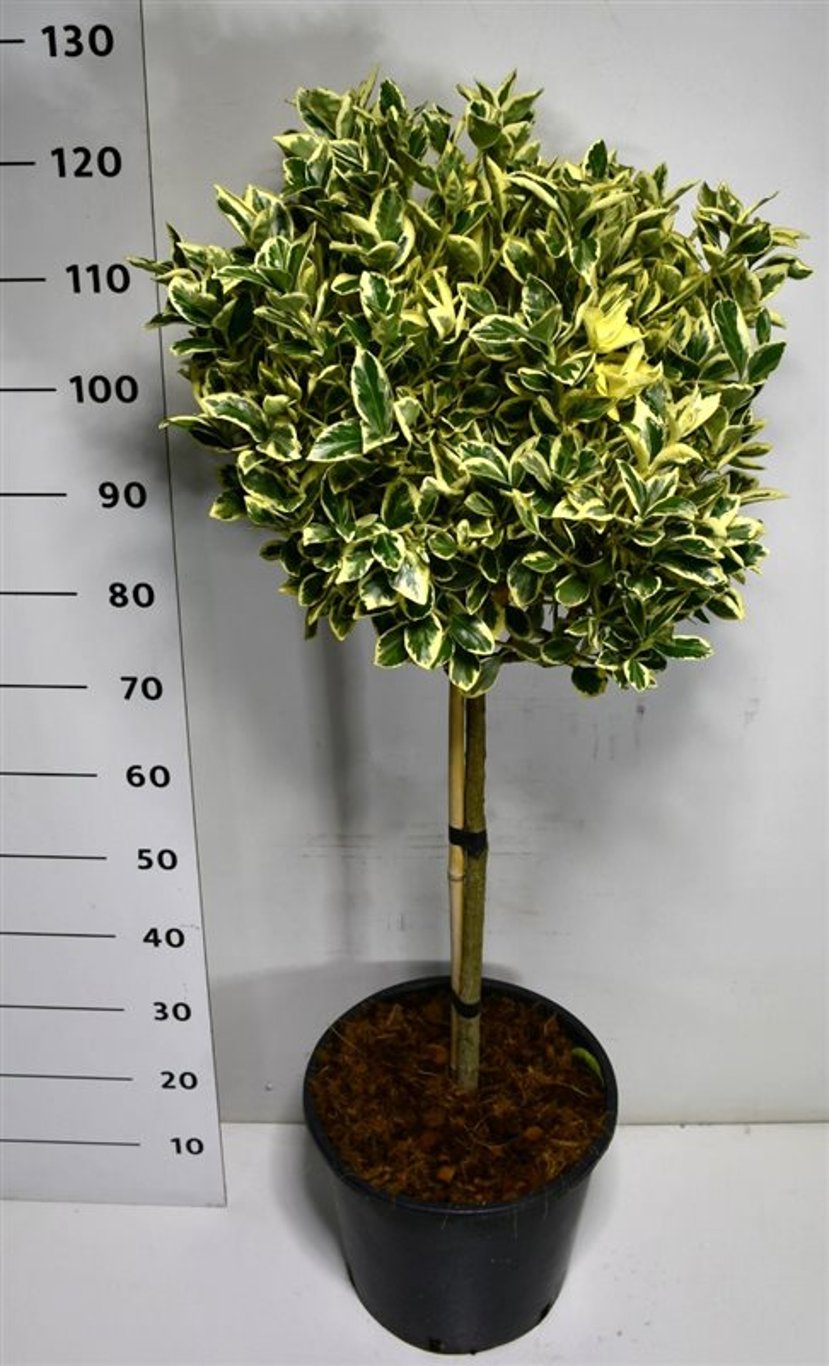 Euonymus jap. 'Bravo' - 60 CM Stem C20